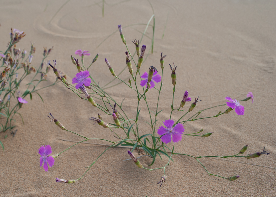 Изображение особи Dianthus versicolor.