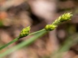 Carex brunnescens. Верхушка побега с соплодиями. Тверская обл., Кимрский р-н, окр. дер. Клетино, возле лесной тропы. 09.06.2023.