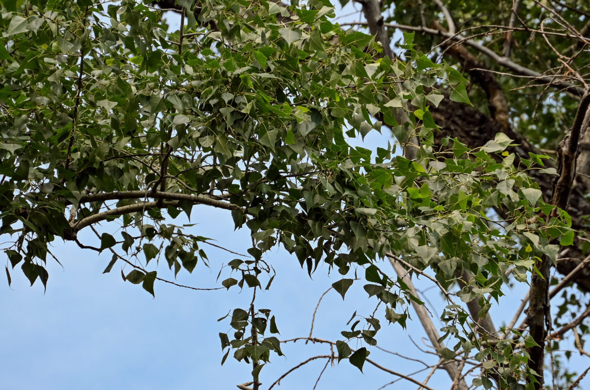 Image of Populus nigra specimen.