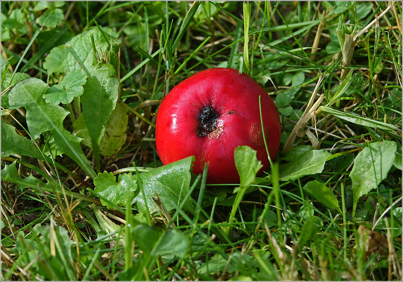 Image of Malus niedzwetzkyana specimen.