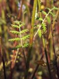 Phacelia tanacetifolia. Часть побега. Магаданская обл., окр. г. Магадан, мкр-н Автодром, частное подворье. 14.09.2017.