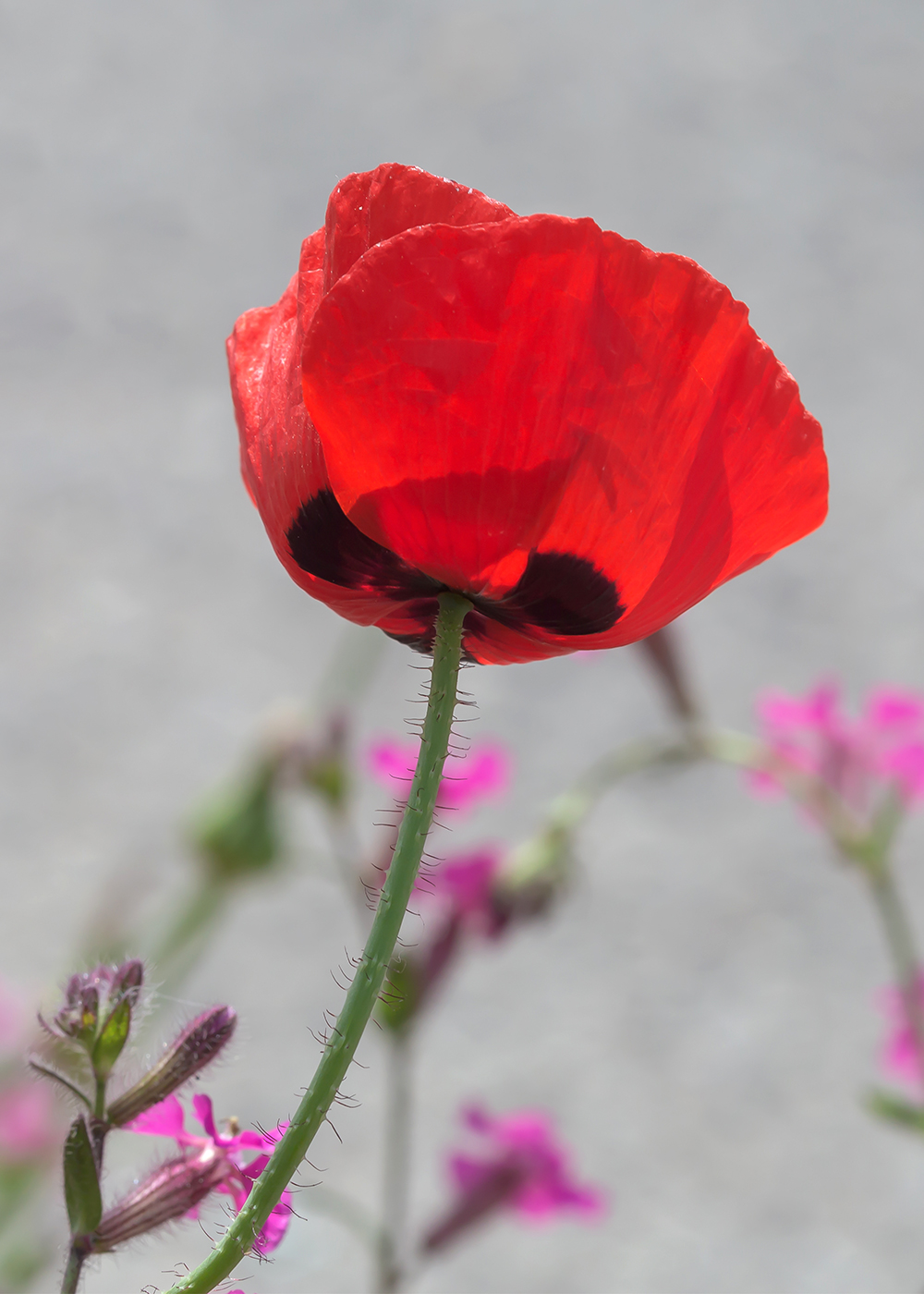 Image of Papaver umbonatum specimen.