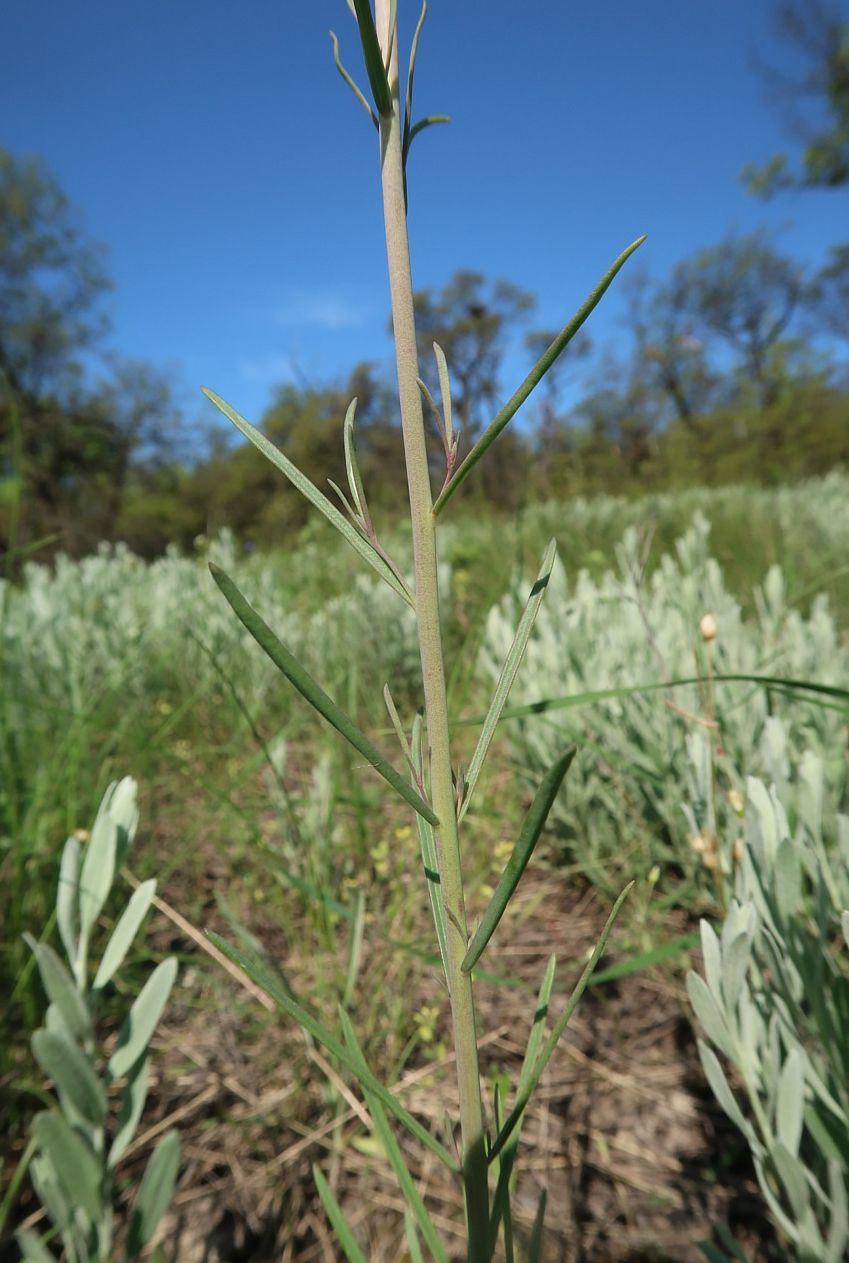 Image of Linaria macroura specimen.