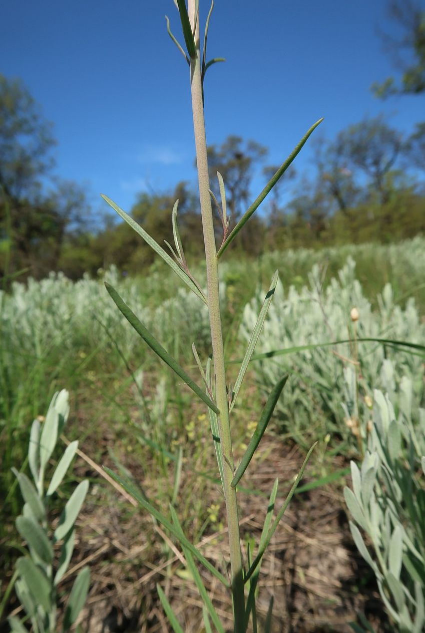 Изображение особи Linaria macroura.