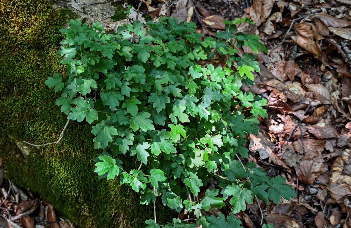 Image of Acer campestre specimen.