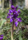 Orchis mascula