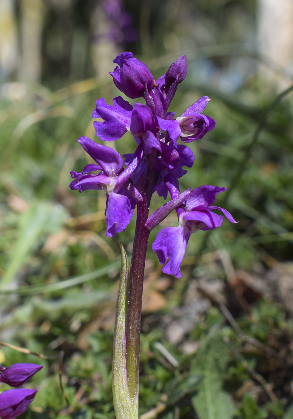 Image of Orchis mascula specimen.
