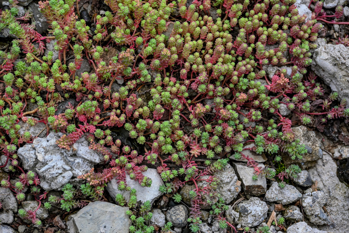 Изображение особи Sedum hispanicum.