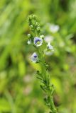 Veronica serpyllifolia