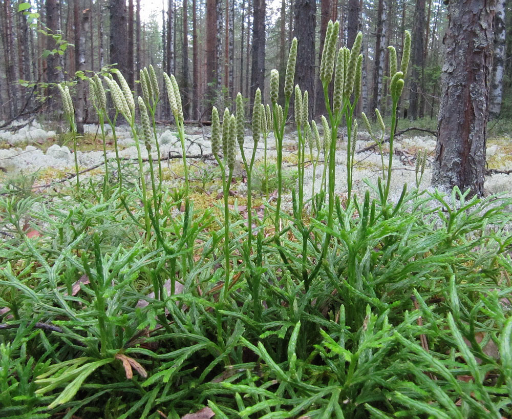 Image of Diphasiastrum complanatum specimen.