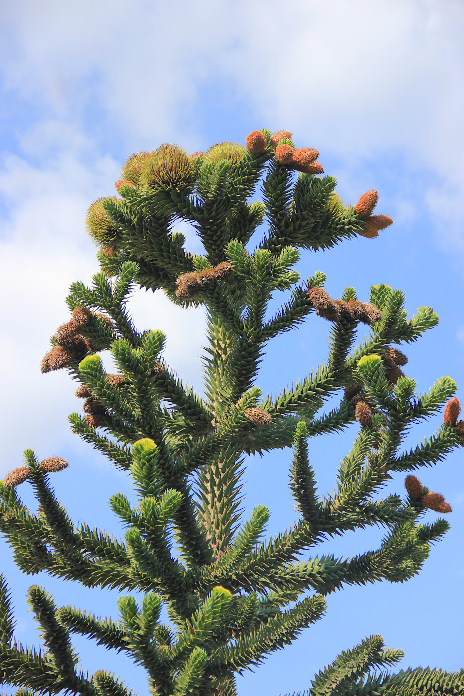 Изображение особи Araucaria araucana.