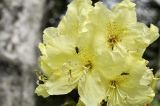 Rhododendron aureum