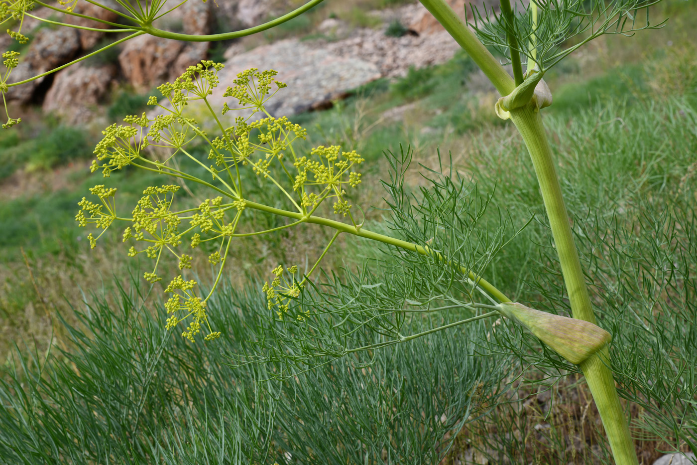 Изображение особи Ferula varia.