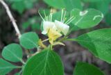 Lonicera xylosteum. Верхушка цветущего побега. Ярославская обл., окр. г. Любим, смешанный лес по берегу р. Обнора. 23.05.2010.