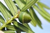 Taxus cuspidata