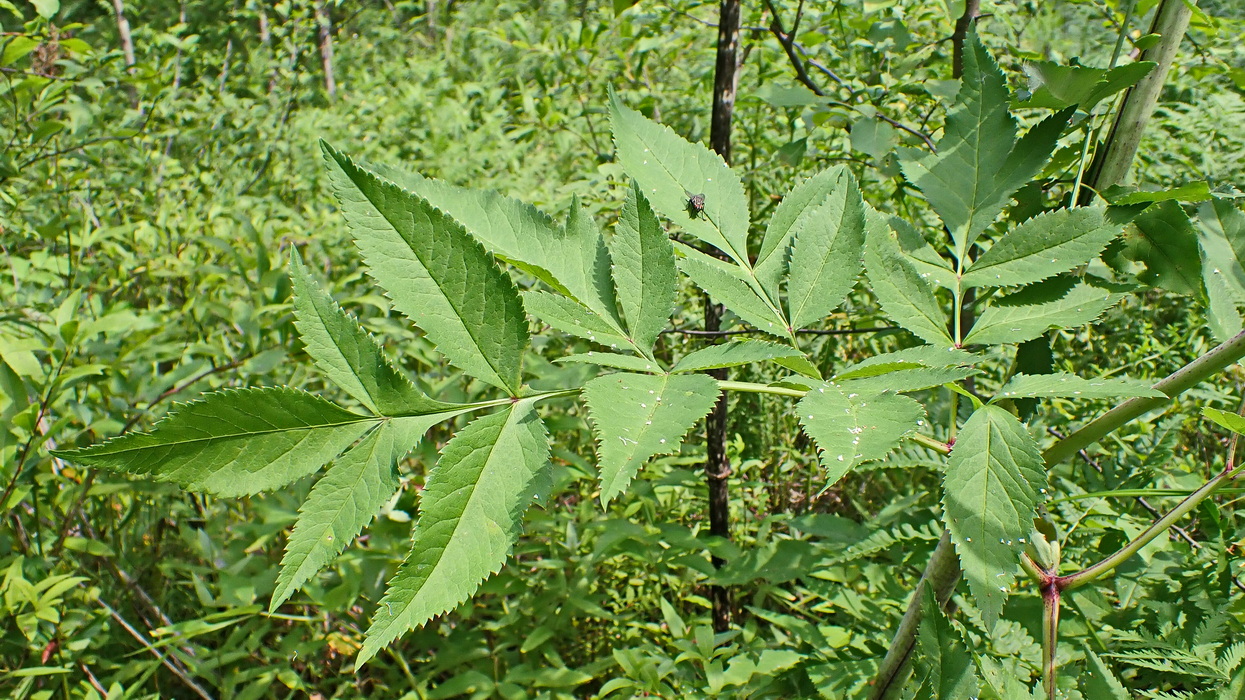 Image of Angelica cincta specimen.