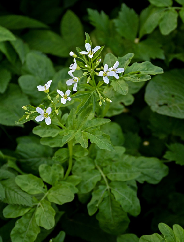 Image of Cardamine amara specimen.