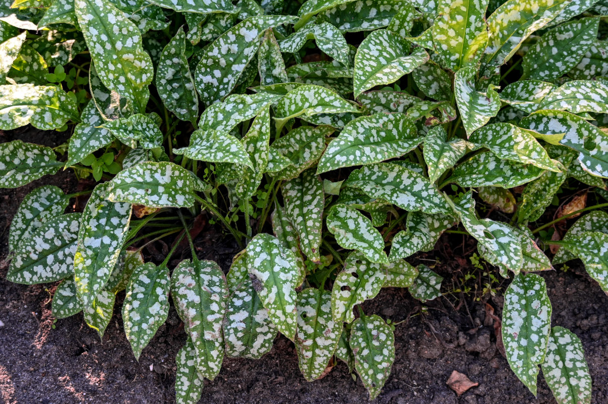 Image of Pulmonaria saccharata specimen.