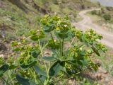 Euphorbia iberica