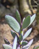 Senecio crassissimus. Верхушка вегетативного побега. Испания, Каталония, пров. Жирона, комарка Баш-Эмпорда, муниципалитет Палафружель, ботанический сад \"Кап-Роч\". 04.06.2023.