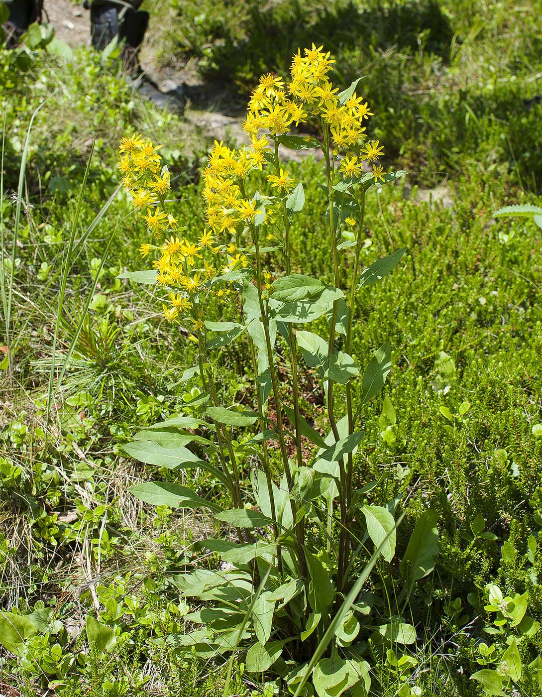 Image of Solidago virgaurea ssp. dahurica specimen.