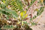 Astragalus rubtzovii. Прикорневая часть растения с соцветием и основаниями листьев. Казахстан, Алматинская обл., Северный Тянь-Шань, дол. р. Кегень, пески Кум-Текей, ≈ 2000 м н.у.м., барханные пески. 26 июля 2024 г.