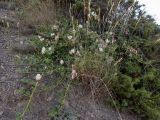 Capparis herbacea