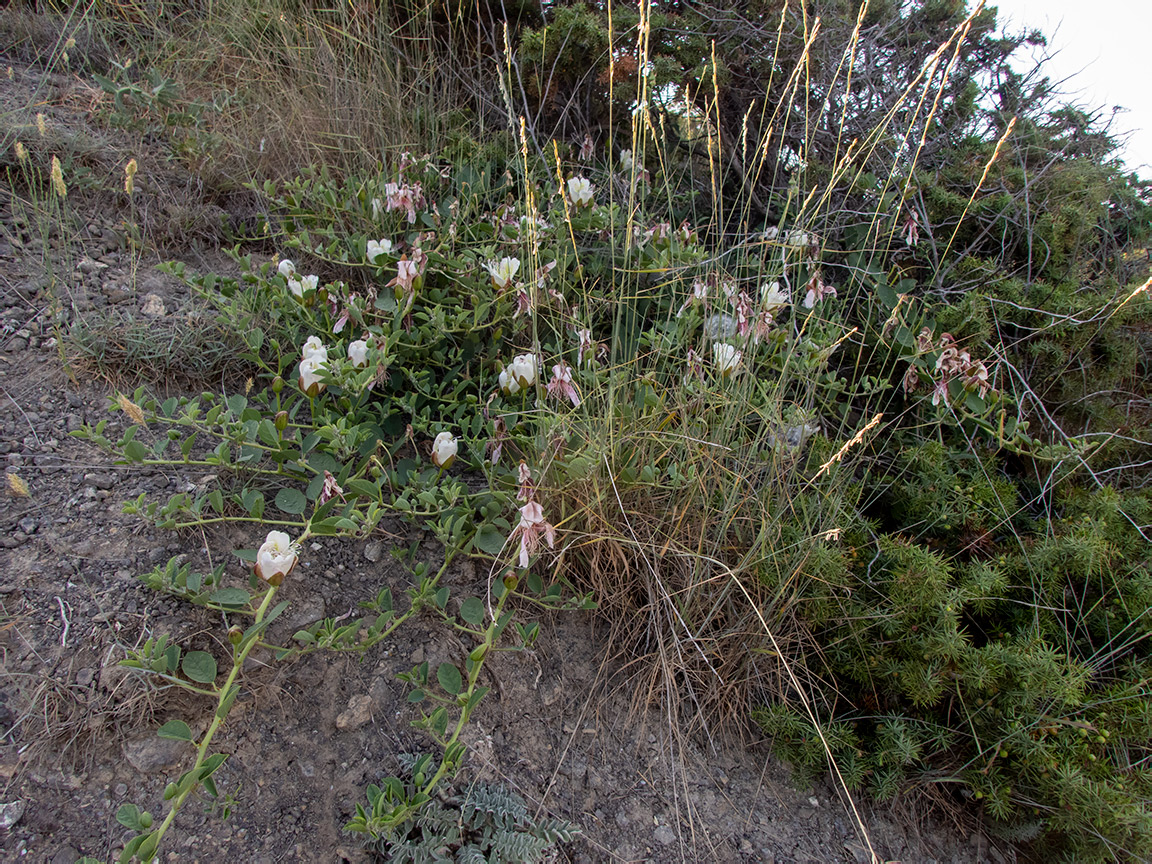Image of Capparis herbacea specimen.