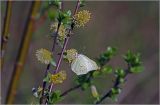 genus Salix. Часть побега с соцветиями и питающейся бабочкой-лимонницей Goneoteryx rhamni. Московская обл., Раменский р-н, окр. ж.-д. платформы Хрипань, залежь. 05.06.2010.