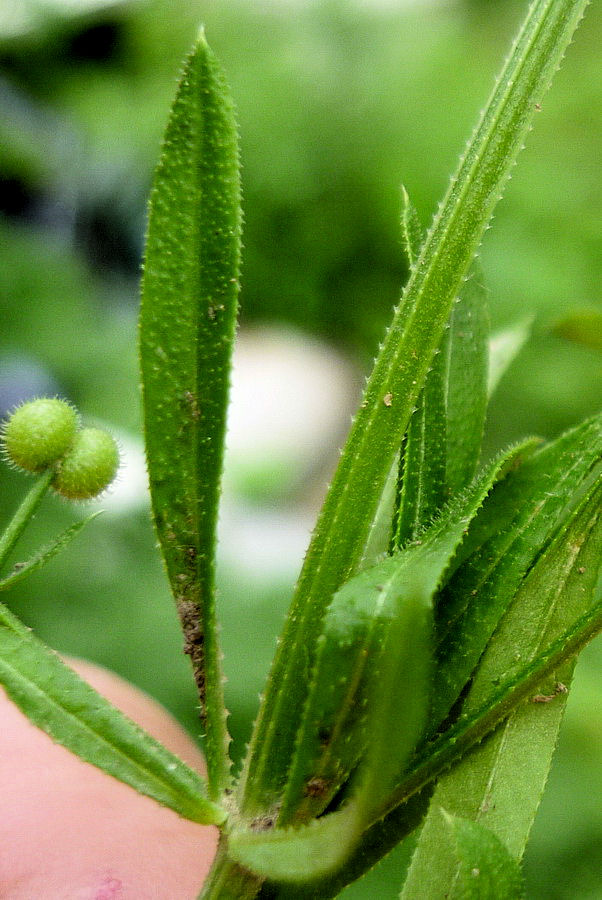 Image of Galium vaillantii specimen.