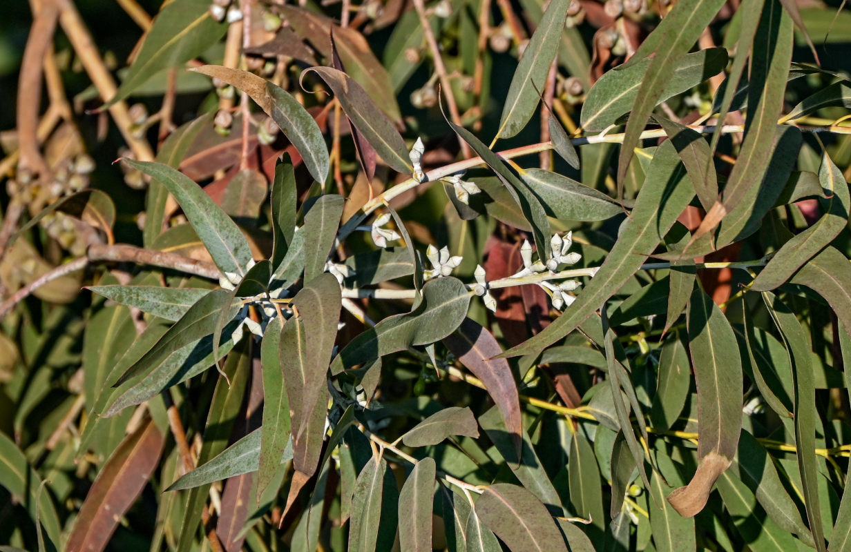 Изображение особи род Eucalyptus.