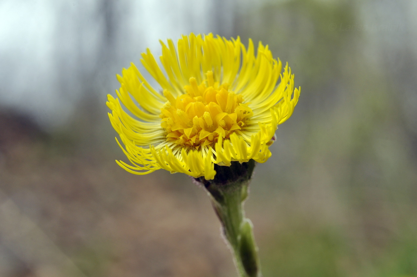 Image of Tussilago farfara specimen.