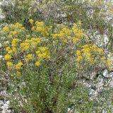 род Alyssum
