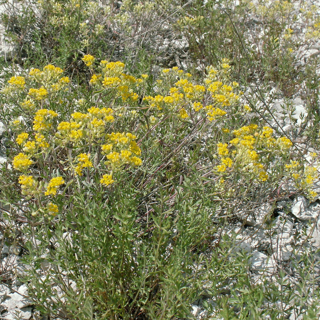 Image of genus Alyssum specimen.