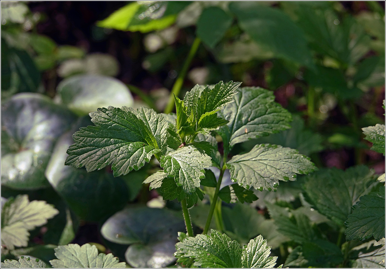 Image of Geum rivale specimen.