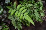 Deparia petersenii