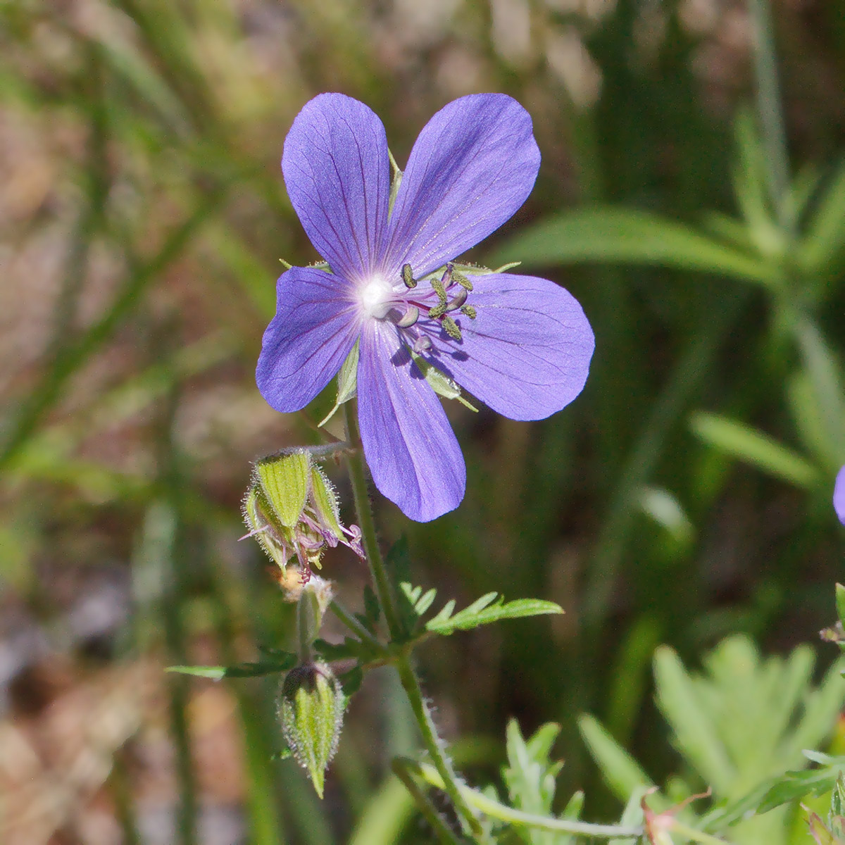 Image of Geranium pratense specimen.