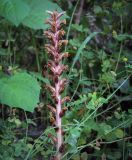 Orobanche hederae