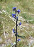 семейство Boraginaceae