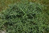 семейство Asteraceae. Вегетирующее растение. Турция, ил Ван, г. Ахлат, р-н Харабе Шехир, старое сельджукское кладбище, край луга возле дороги. 21 мая 2025 г.
