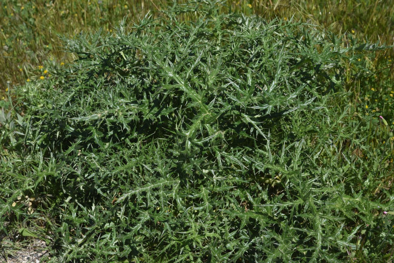 Изображение особи семейство Asteraceae.