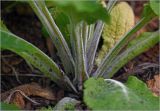 Digitalis purpurea. Основания прикорневых листьев развивающегося растения. Московская обл., Раменский р-н, окр. дер. Хрипань, садовый участок. 08.06.2025.