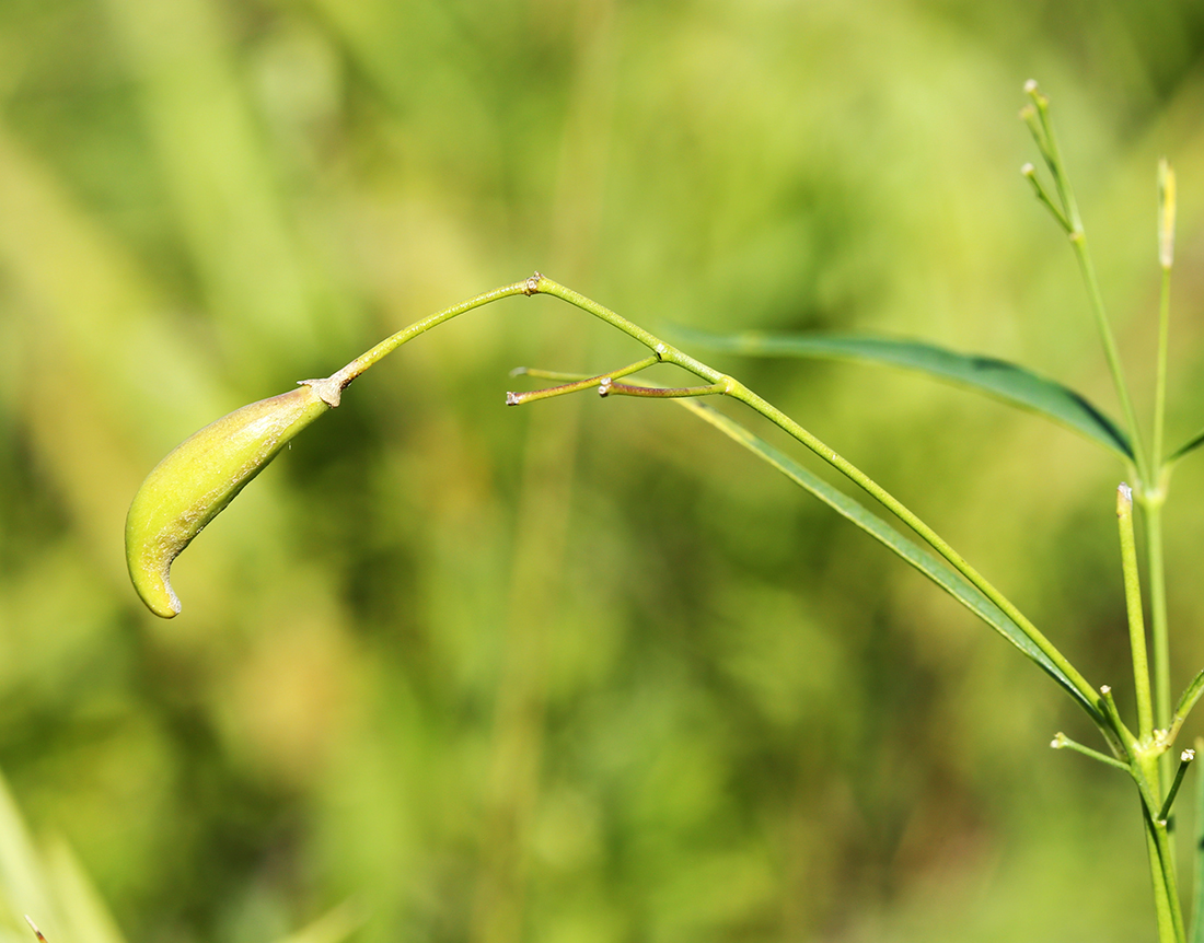 Изображение особи Pycnostelma paniculatum.