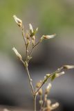 genus Cerastium. Верхушка побега с плодами. Карелия, Прионежский р-н, окр. г. Петрозаводск, каменистый берег. 22.08.2025.