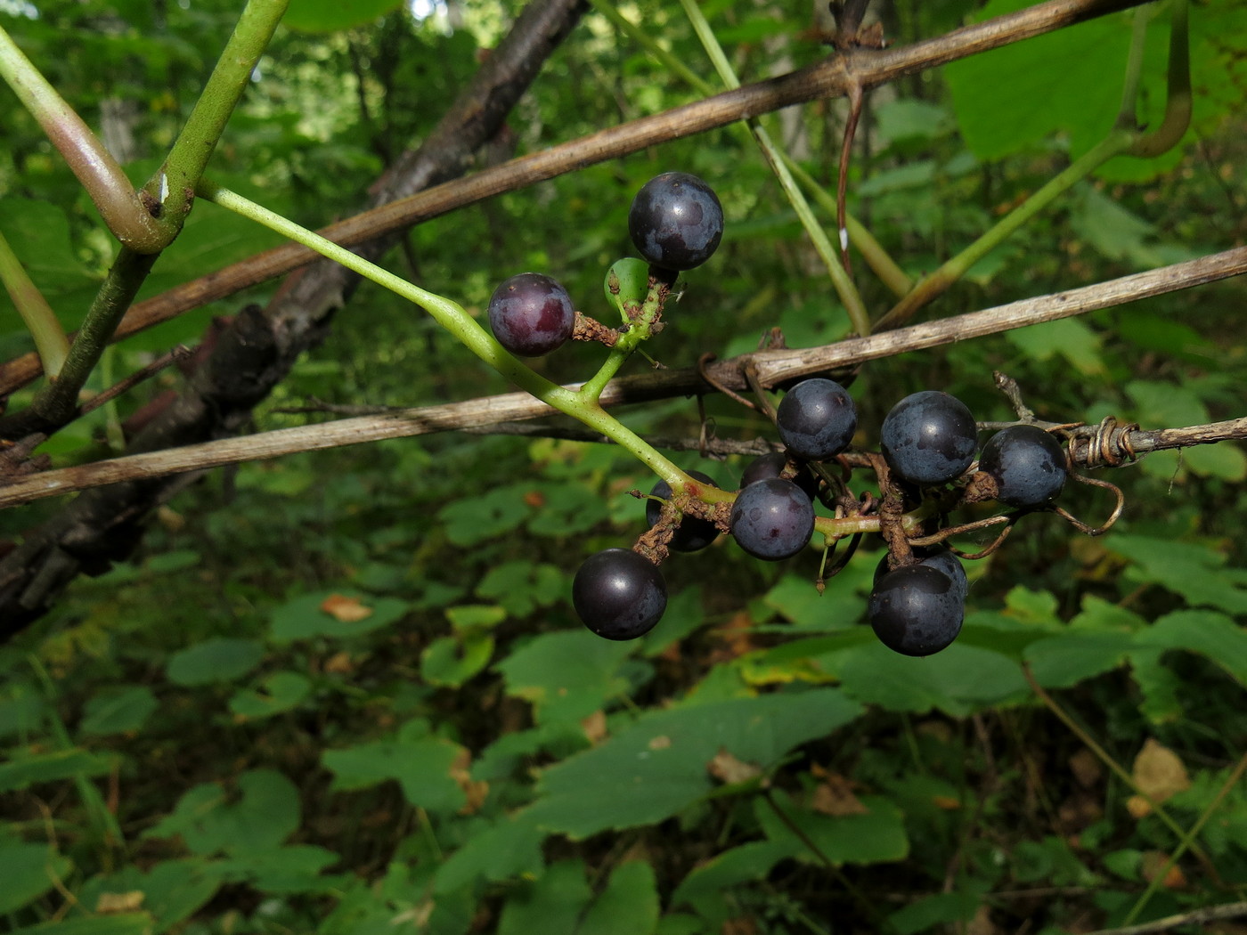 Изображение особи Vitis amurensis.