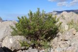 Dittrichia viscosa