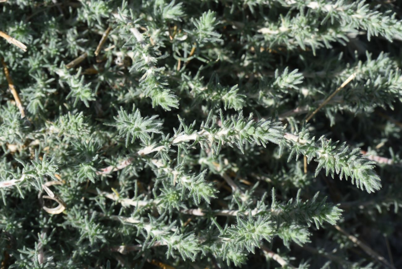 Image of Unknown species specimen.