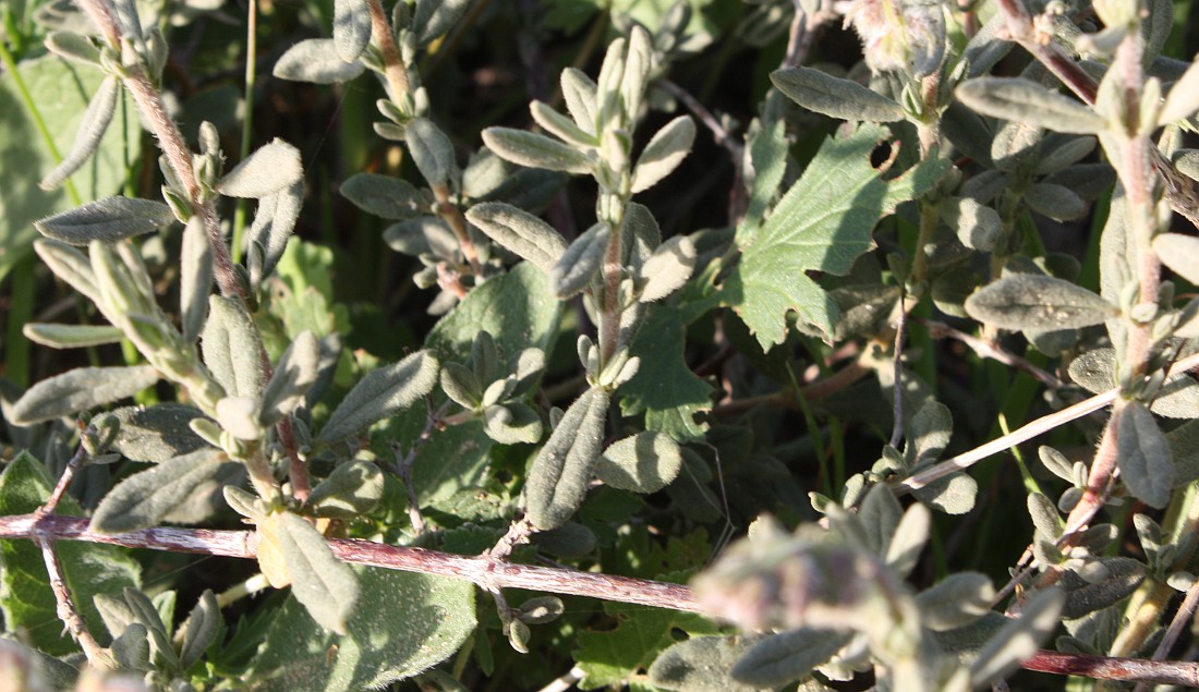 Image of Helianthemum stipulatum specimen.