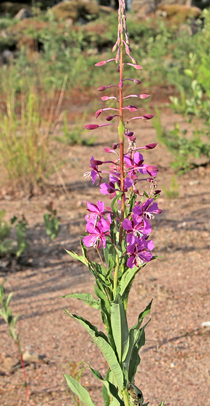 Изображение особи Chamaenerion angustifolium.