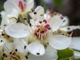 Pyrus elaeagrifolia. Цветок. Крым, муниципальный округ Судак, п-ов Меганом, луг с одиноко стоящими деревцами, туман. 21.04.2025.